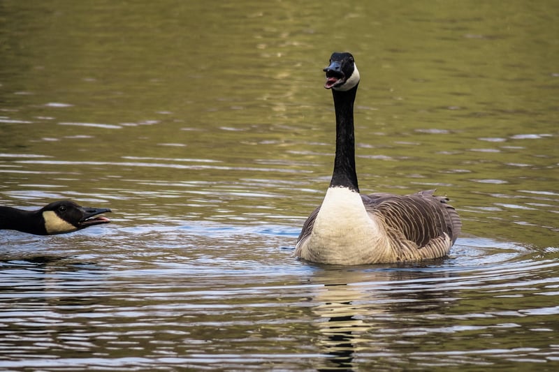 Faint Chatter